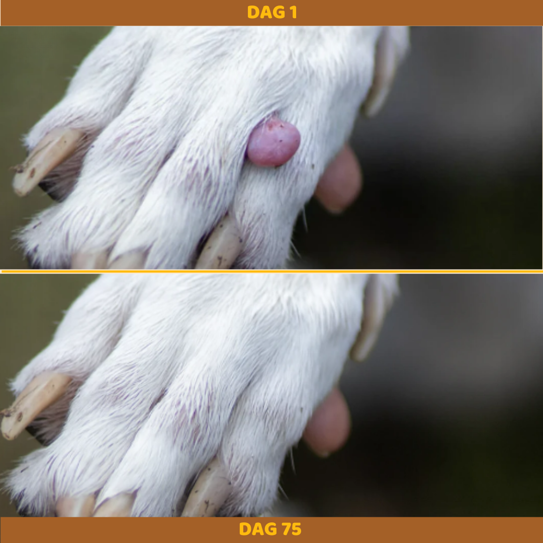 Buddy Guard – Tegen Vetbulten bij Honden