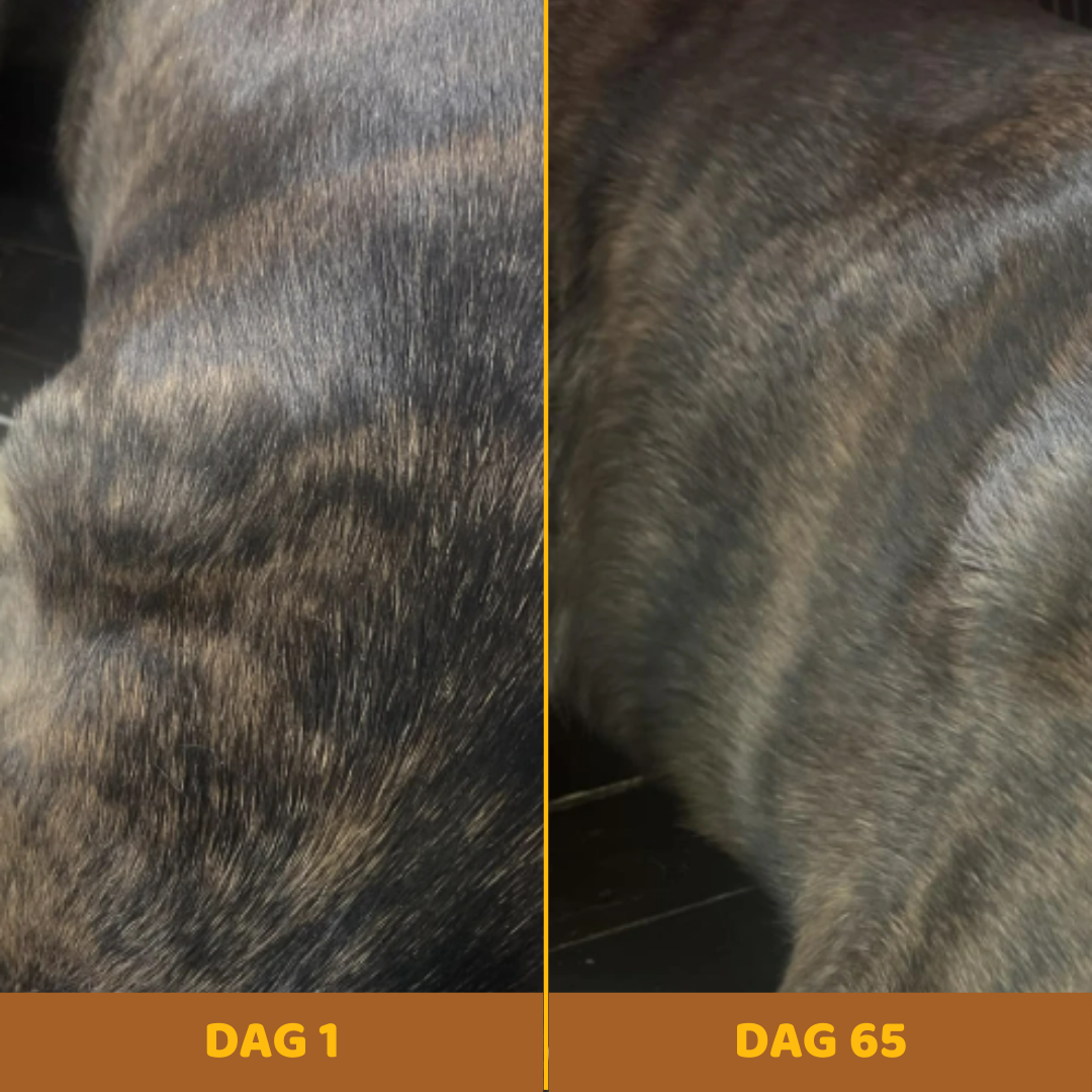 VitalPets | Buddy Guard — For Lumps & Bumps
