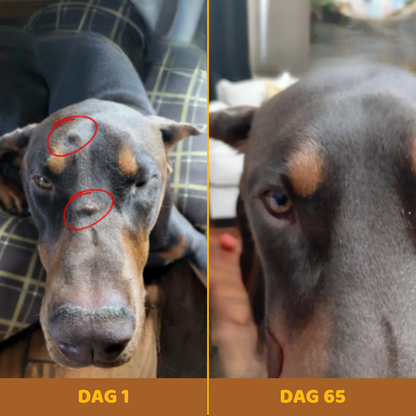 Buddy Guard | Complete Gezondheid