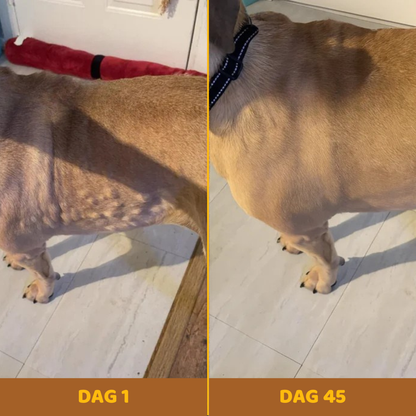 Buddy Guard – Tegen Vetbulten bij Honden