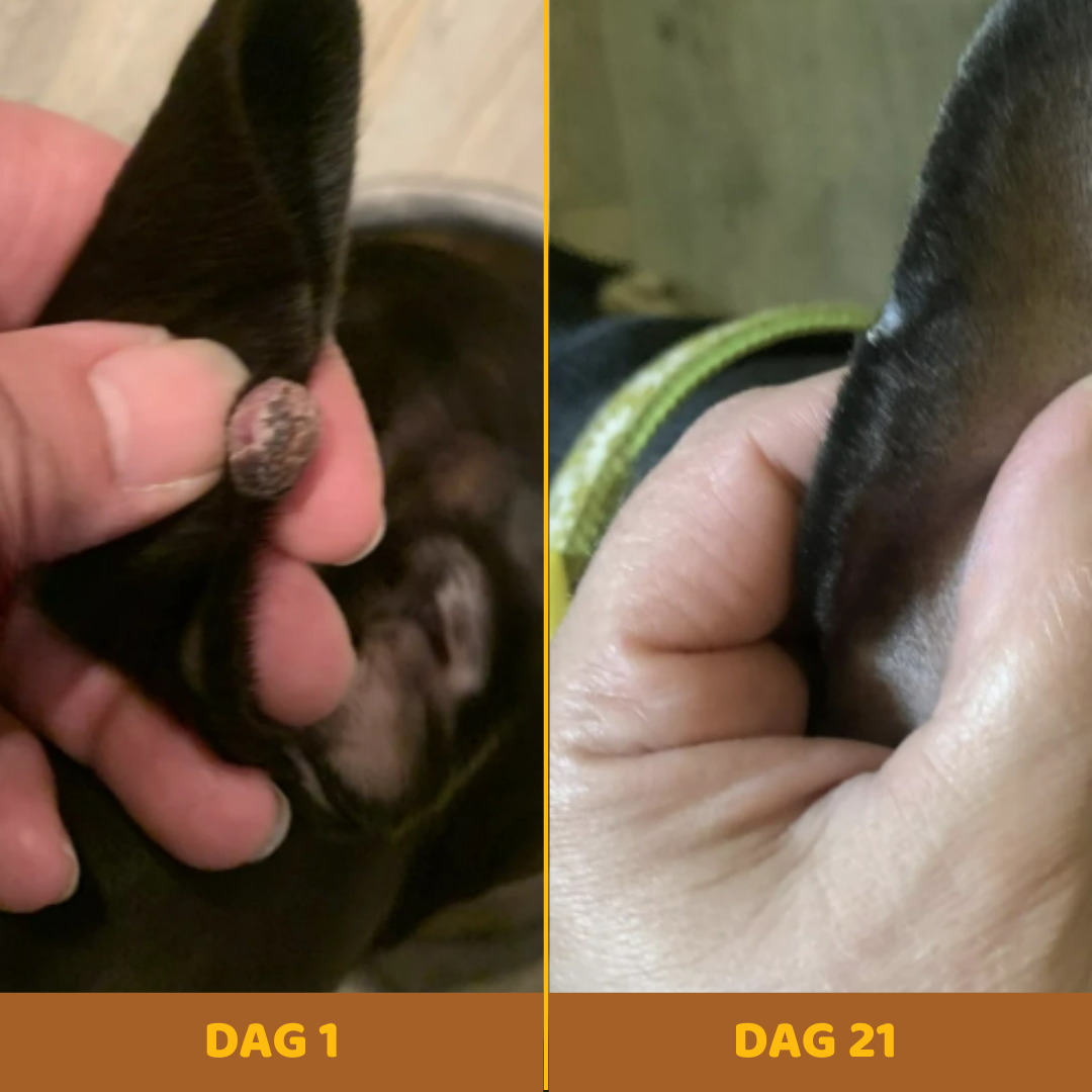 Buddy Guard – Tegen Vetbulten bij Honden