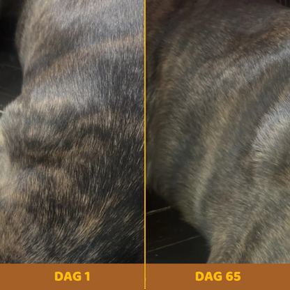 Buddy Guard – Tegen Vetbulten bij Honden