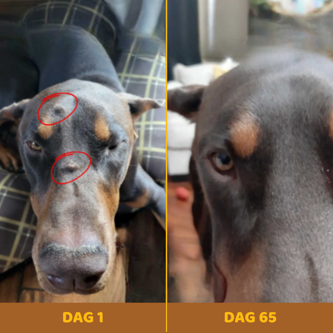 Buddy Guard – Tegen Vetbulten bij Honden