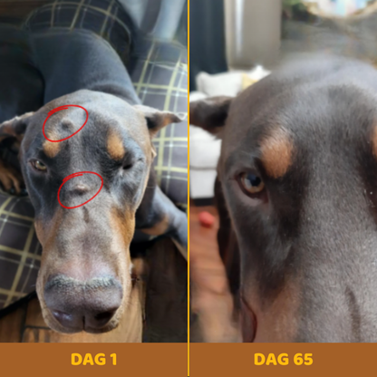Buddy Guard – Tegen Vetbulten bij Honden