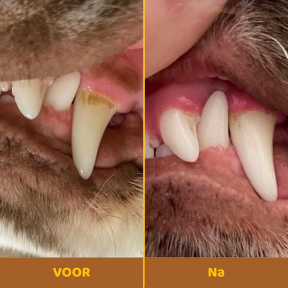 Buddy Guard | Bright Powder