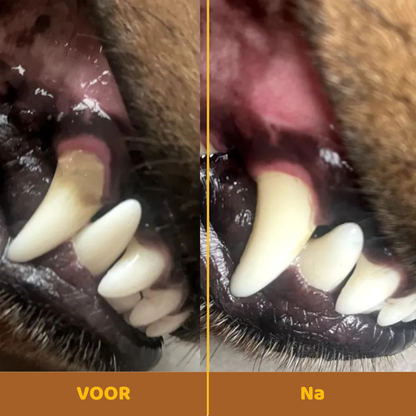 Buddy Guard | Bright Powder